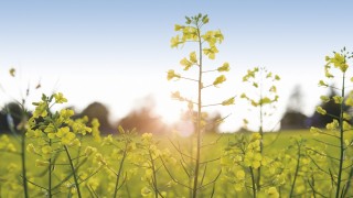 Rapspflanzen werden als Energiepflanzen angebaut