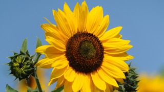 Sonnenblumen sind das Sinnbild für Erneuerbare Energien