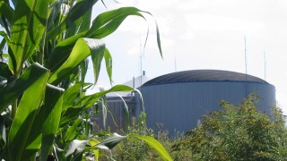 Maispflanzen im Vordergrund der Biogasanlage Neuried