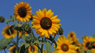 Sonnenblumen sind das Sinnbild für Erneuerbare Energien