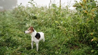 Hund auf der Blumenwiese