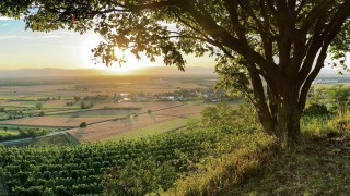 Landschaft Tal mit Baum